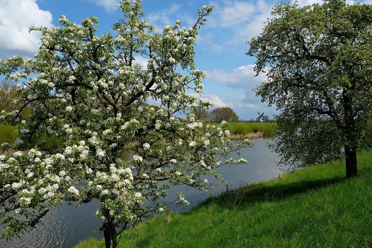 Openluchtfilm in Betuwe — Film in Betuwe