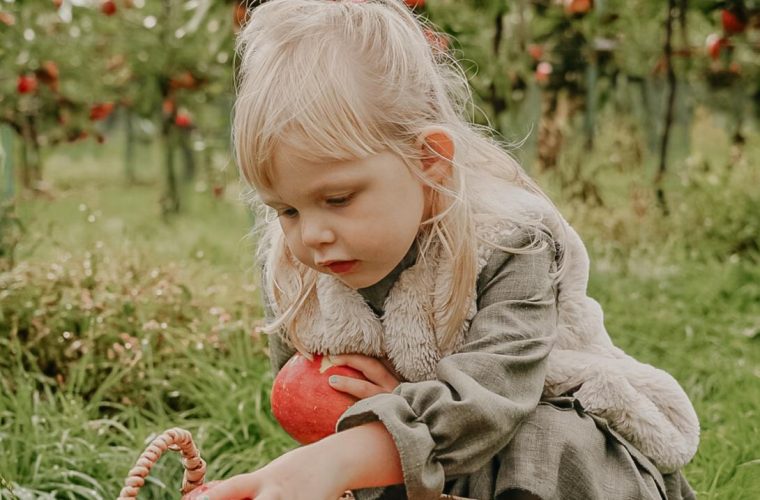 Bezoekers plukken zelf vers fruit op het fruitbedrijf De Woerdt in Ressen, met volgeladen kistjes tussen de fruitbomen.